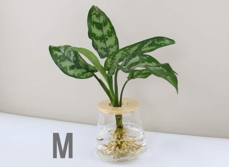 おすすめ アグラオネマ マリア S M L Wootang ウータン 水栽培 水耕栽培の観葉植物オンラインショップ