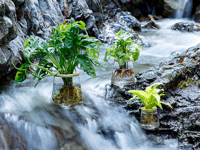 Wootang ウータン 水栽培 水耕栽培の観葉植物オンラインショップ 毎日の水やり不要 枯れにくい 水だけで育てる観葉植物ブランド