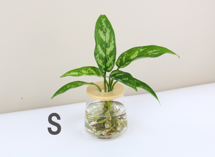 おすすめ アグラオネマ マリア S M L Wootang ウータン 水栽培 水耕栽培の観葉植物オンラインショップ