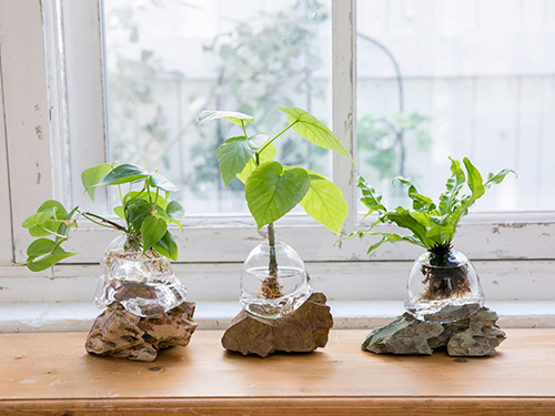 オーダーメイド商品 Wootang ウータン 水栽培 水耕栽培の観葉植物オンラインショップ
