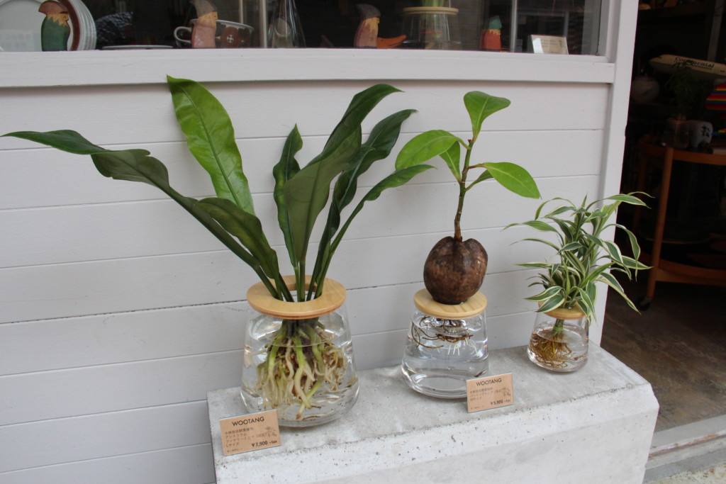 店舗販売のお知らせ Wootang ウータン Wootang ウータン 水栽培 水耕栽培の観葉植物オンラインショップ