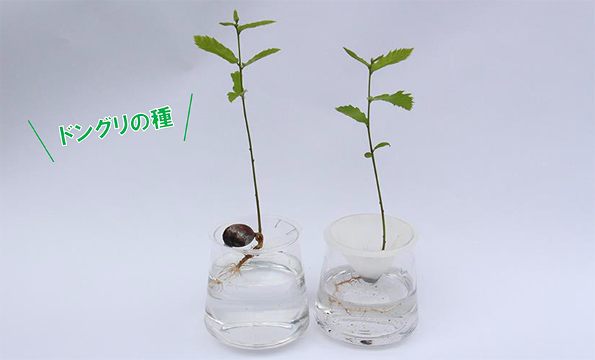 ドングリの種の水耕栽培 Wootang ウータン 水栽培専門のインテリア植物ブランド