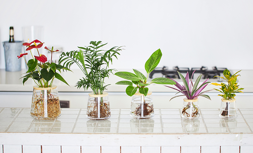 室内の水耕栽培に適さない観葉植物とは Wootang ウータン 水栽培 水耕栽培の観葉植物オンラインショップ