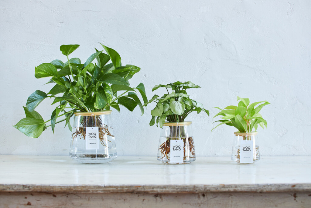 観葉植物の水耕栽培