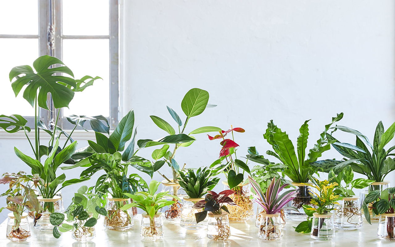 Wootang ウータン 水耕栽培植物 インテリア観葉植物の通販オンラインショップ ボタニカルライフをもっと楽しもう をコンセプトに 植物の新しい楽しみ方 を提案するプランツ デザイン ファーム Wootang ウータン の公式ウェブサイトです 水耕栽培