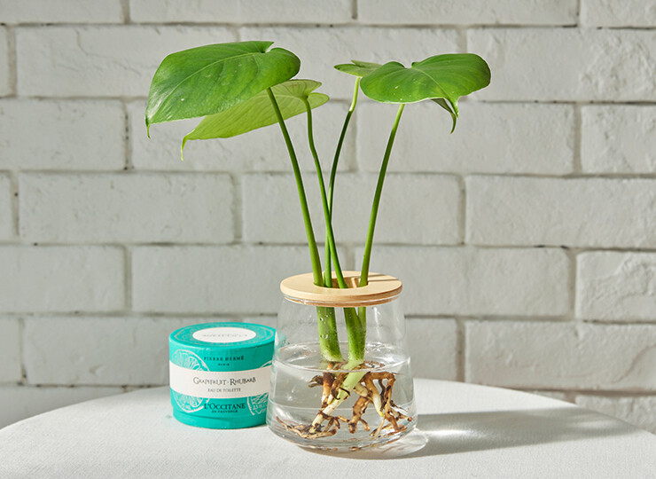 モンステラ M L Wootang ウータン 水栽培専門のインテリア植物ブランド