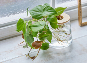 悪いのを吸ってくれるやつを選んだよ！アメジストが入ったオキシカルディウム！ オキシ-300x219.jpg