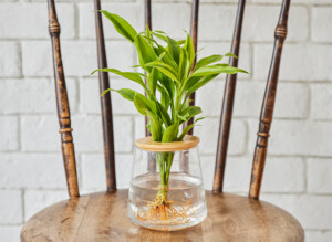 ドラセナ サンデリアーナ（S/M） | WOOTANG（ウータン）｜水耕栽培の