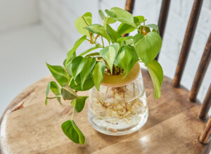 オキシカルディウム ブラジル（S/M/L） | WOOTANG（ウータン）｜水耕