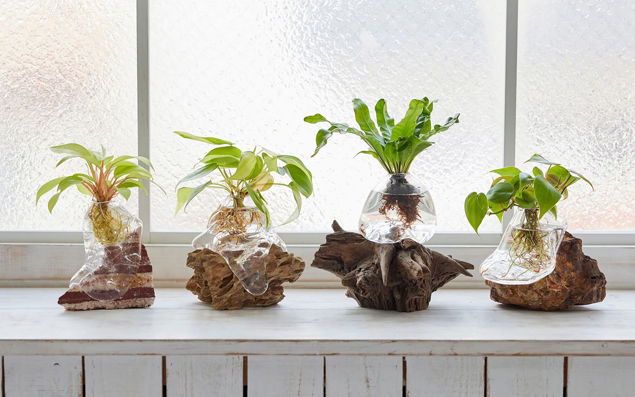 Wootang ウータン 水栽培専門のインテリア植物ブランド 水栽培 水耕栽培専門のインテリア植物 ブランド Wootang ウータン の公式ウェブサイトです 土を使わず水だけで育てる観葉植物 サボテン アボカドの種 球根 枝物 枝もの 蘭 苔 モス などの
