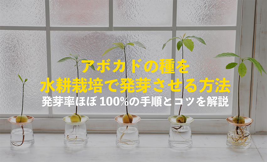 アボカドの種を水耕栽培で発芽させる方法