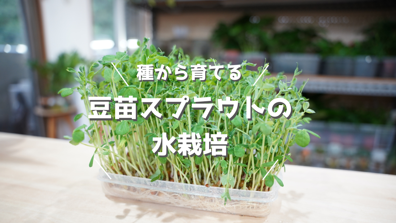 豆苗の育て方｜種から簡単栽培！7ステップ完全ガイド | WOOTANG