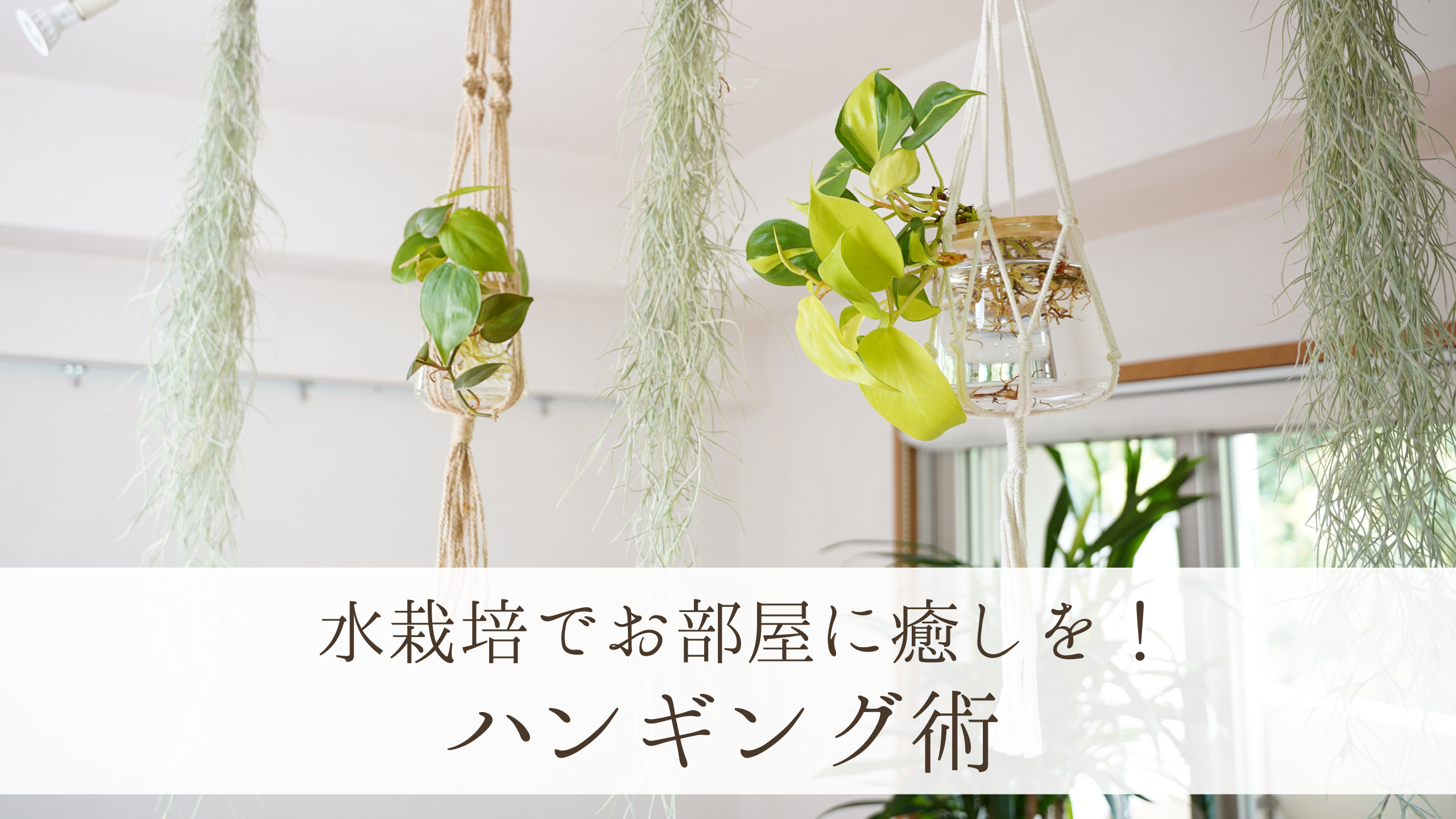 水栽培観葉植物のハンギング術｜場所を取らないおしゃれ