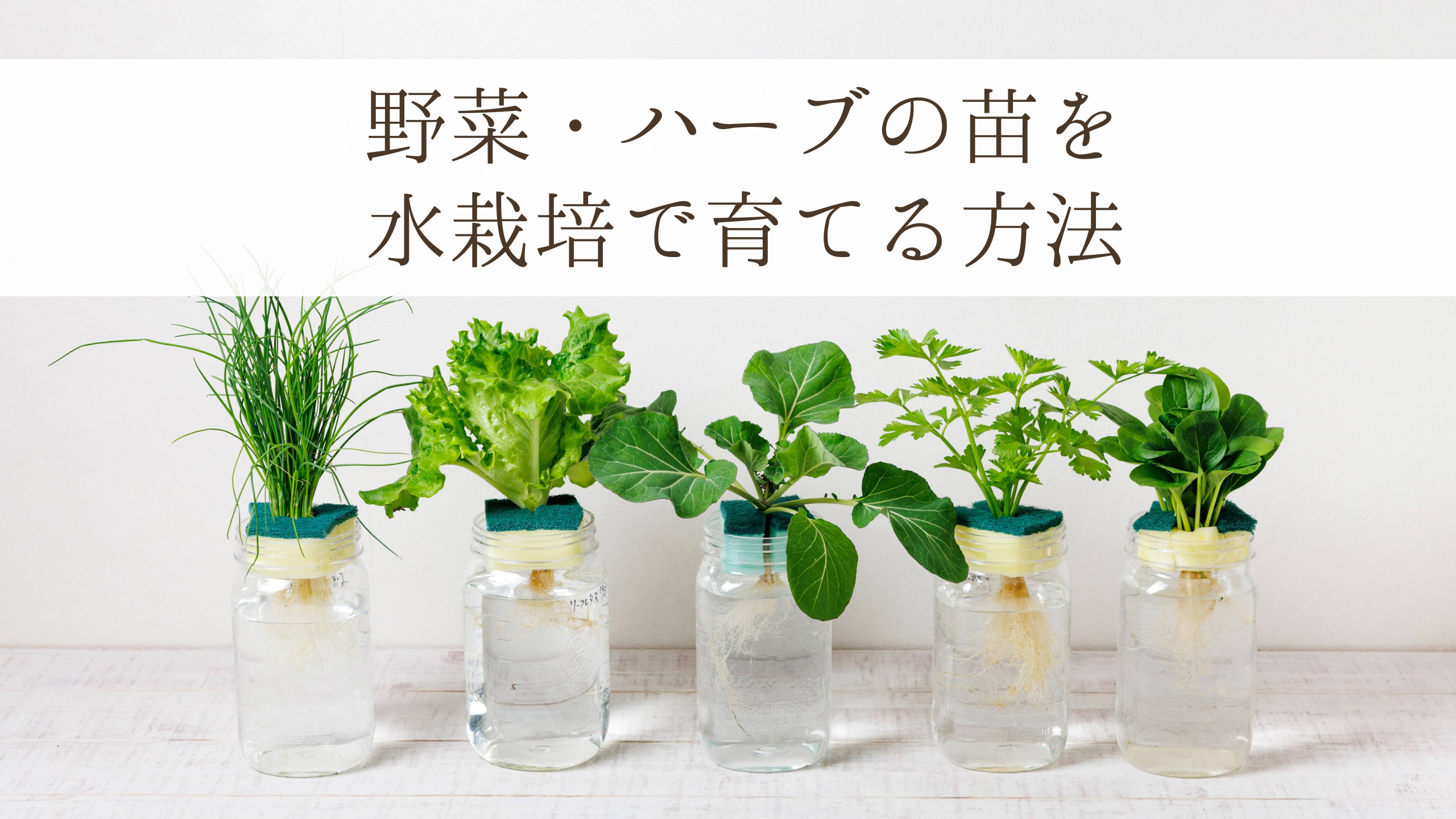 野菜・ハーブの苗を水耕栽培で簡単に育てる方法！水耕栽培でおすすめの野菜とハーブの種類も紹介 | WOOTANG（ウータン） 水 だけで育てるインテリア植物ブランド｜水耕栽培の観葉植物の販売・通販