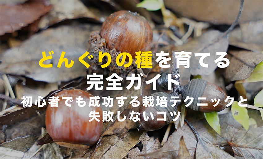 どんぐりを発芽させる方法