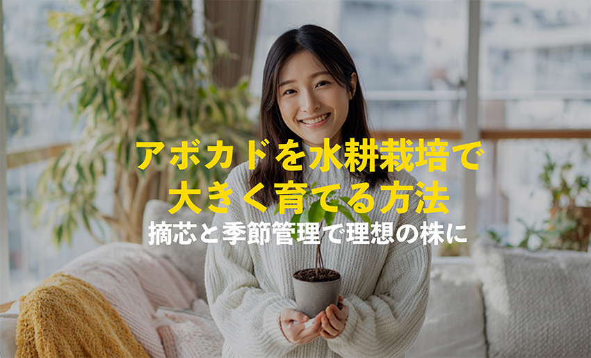 アボカドを水耕栽培で大きく育てる方法