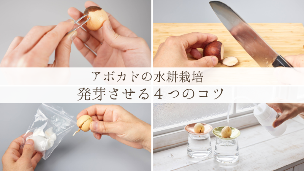 アボカド,アボカドの種,アボカドの水耕栽培,アボカドの種の水耕栽培,アボカドの水栽培,水耕栽培