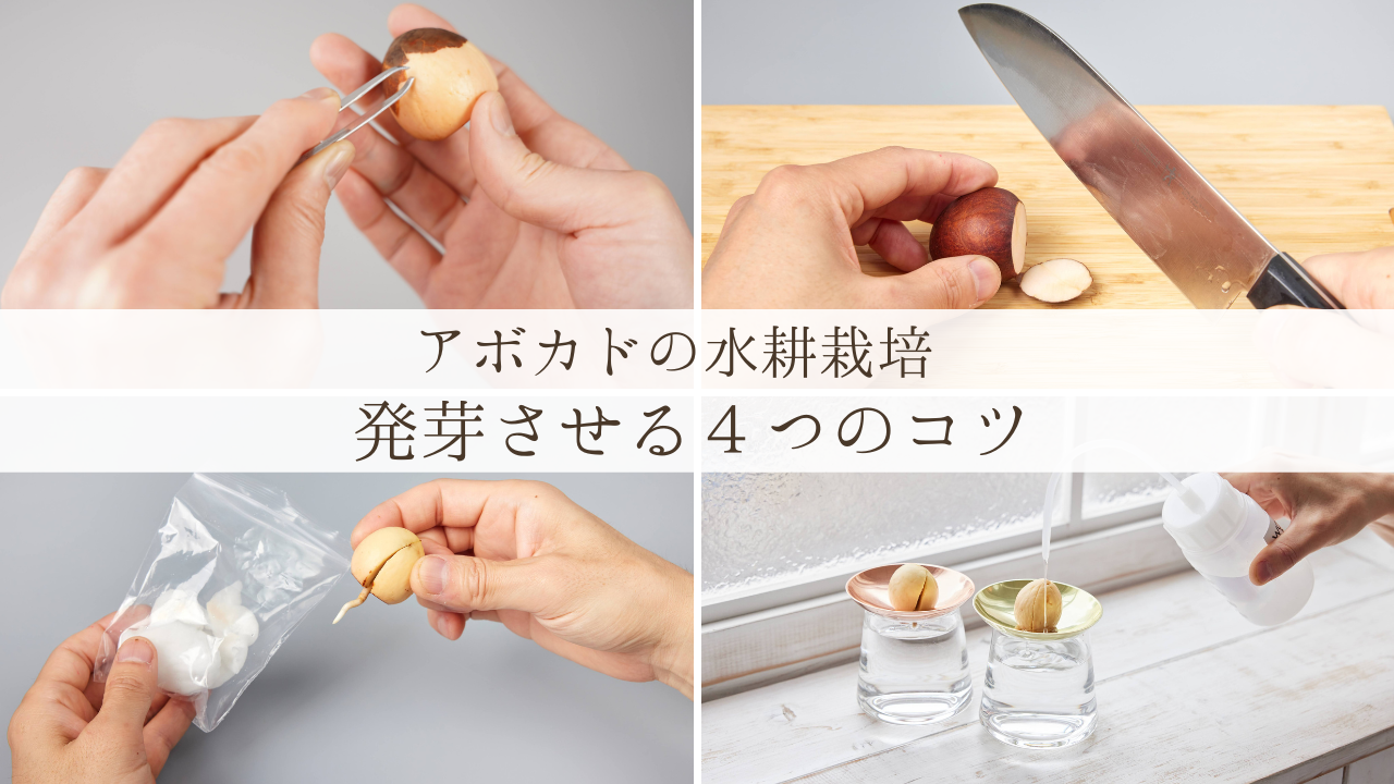 アボカド,アボカドの種,アボカドの水耕栽培,アボカドの種の水耕栽培,アボカドの水栽培,水耕栽培