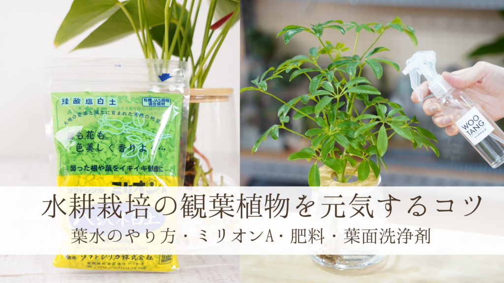 観葉植物の水耕栽培.水で育てる観葉植物,葉水、肥料、枯らさないコツ