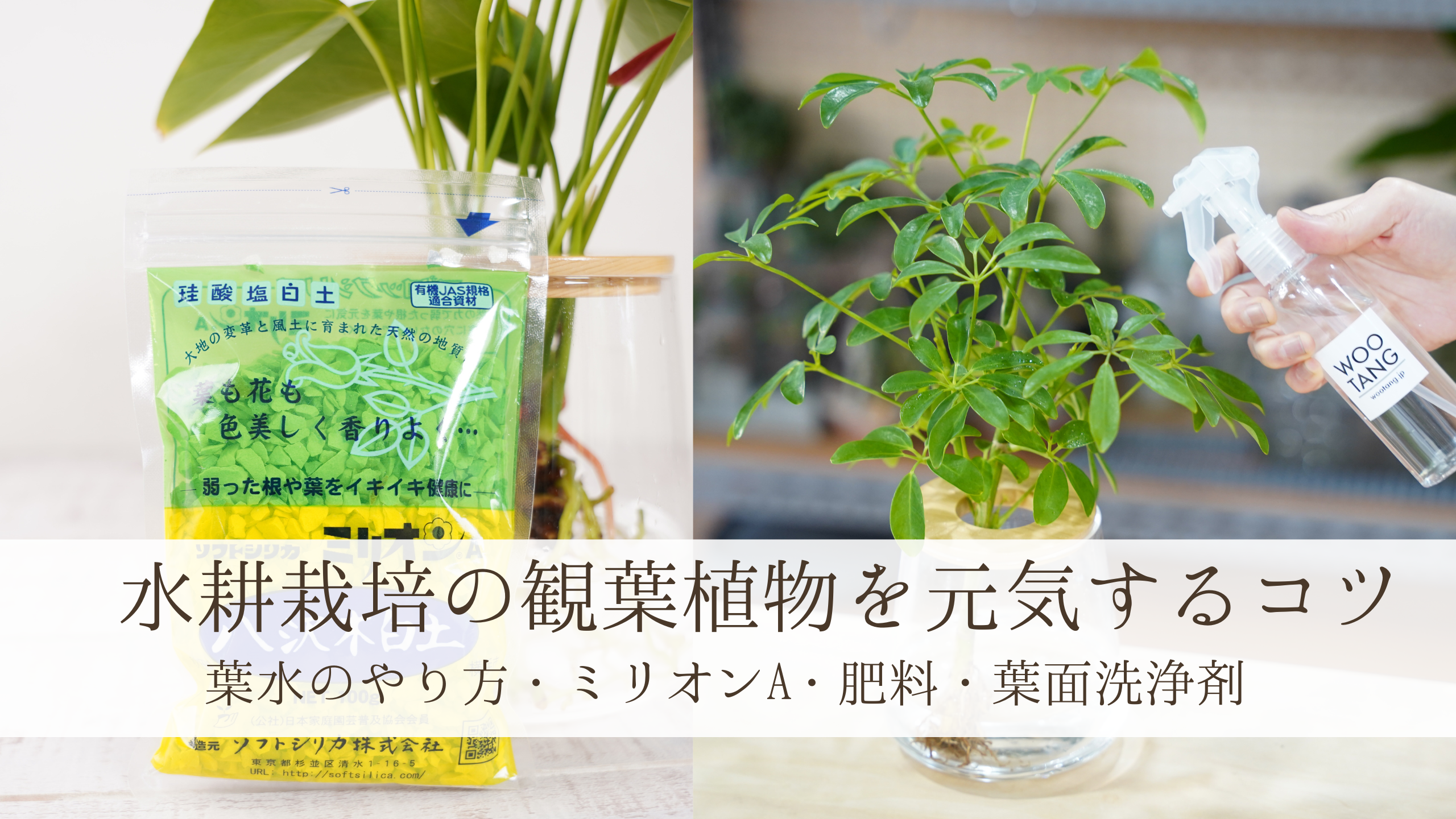 観葉植物の水耕栽培.水で育てる観葉植物,葉水、肥料、枯らさないコツ