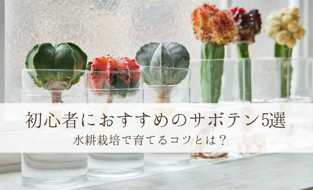 サボテン,水耕栽培,水栽培,おすすめのサボテン