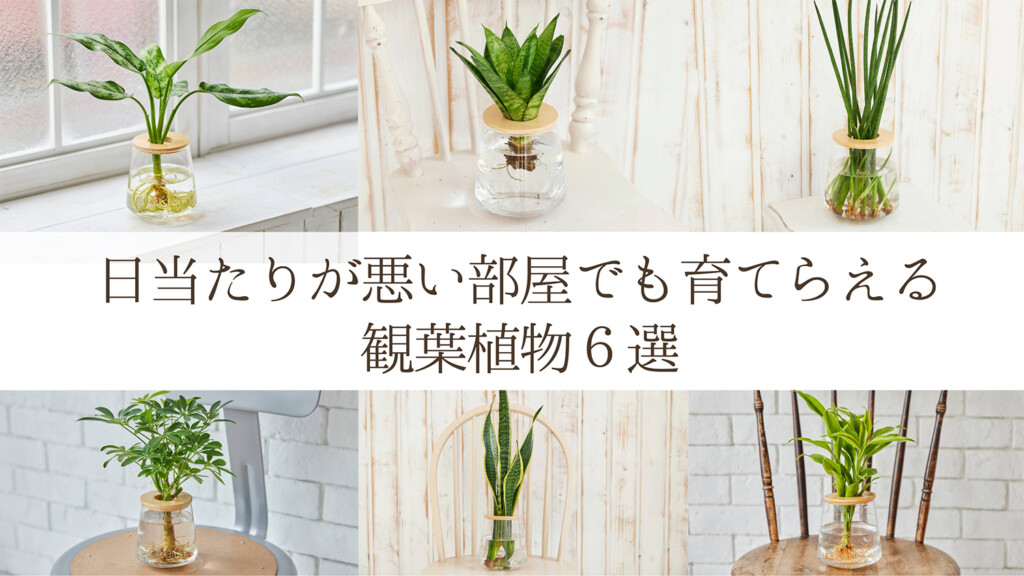 日当たりが悪い,日陰, 観葉植物