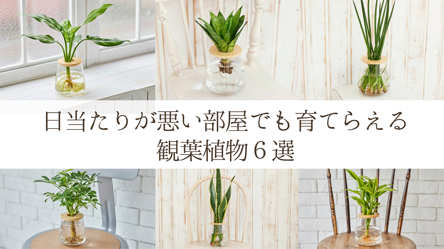 日当たりが悪い,日陰, 観葉植物