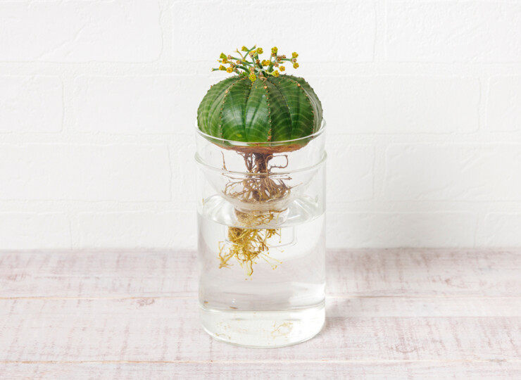 06 ユーフォルビア　２品種　盆栽　ポリゴナ　メロフォルミス　陶器鉢付 メロフォルミス錦 (B01)：ユーフォルビア属 \u203b実生 | 万緑 BAN RYOKU