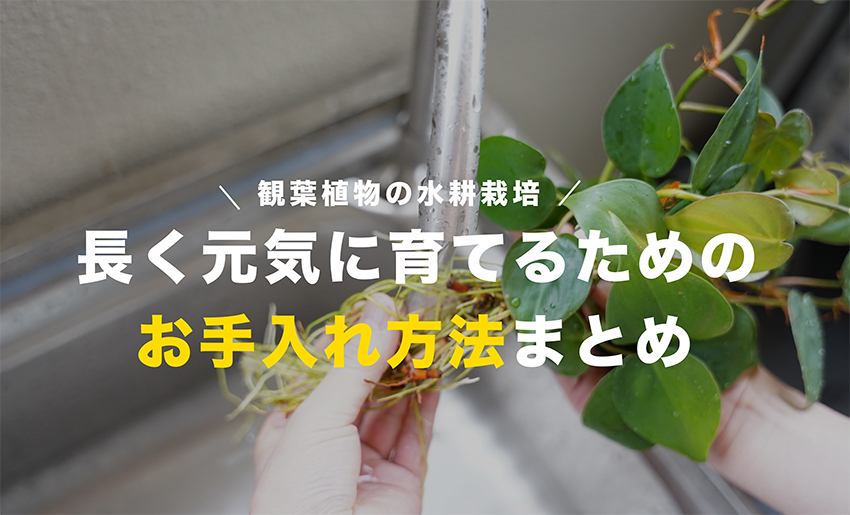 水耕栽培,水栽培,観葉植物,お手入れ方法,おすすめ植物,栽培方法