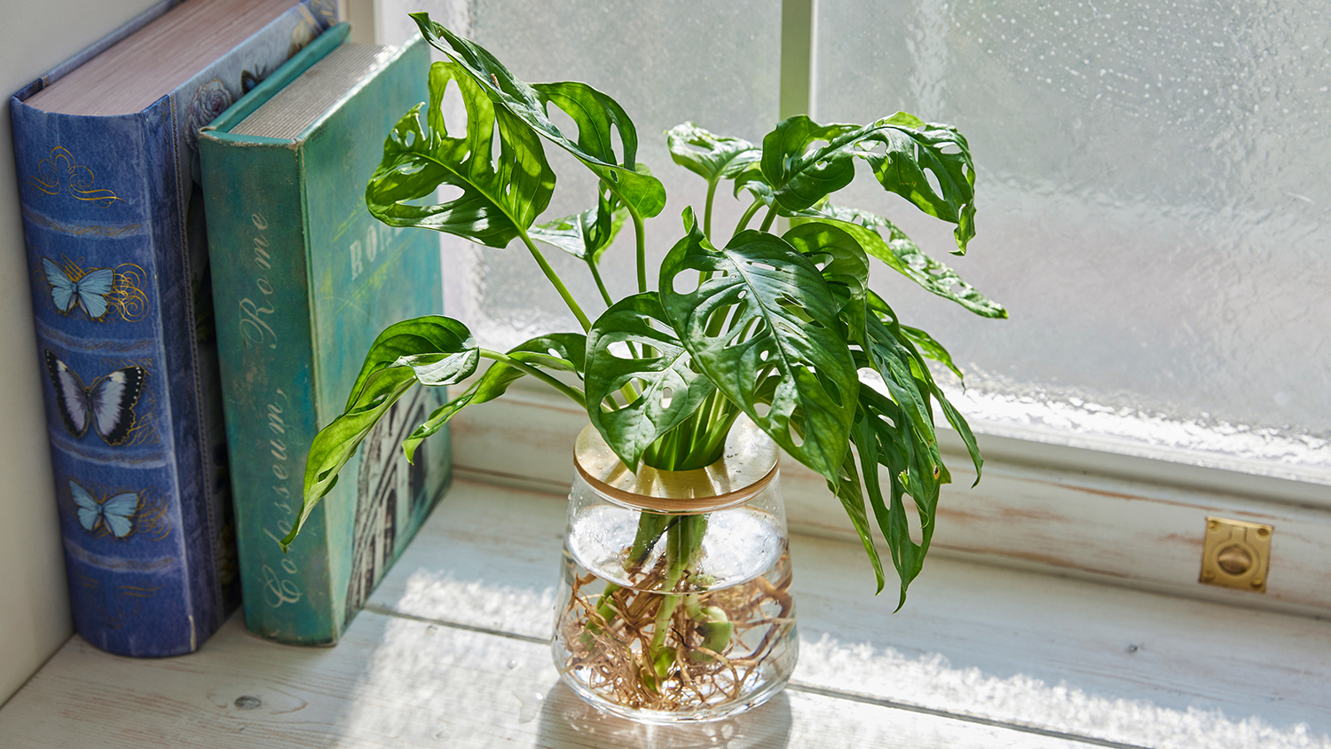 マドカズラ,観葉植物,水耕栽培,