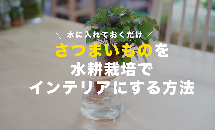 野菜の水耕栽培,さつまいもの水耕栽培,サツマイモの水耕栽培,