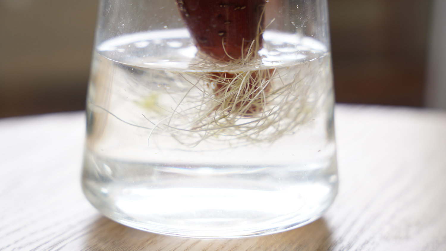 野菜の水耕栽培,さつまいもの水耕栽培