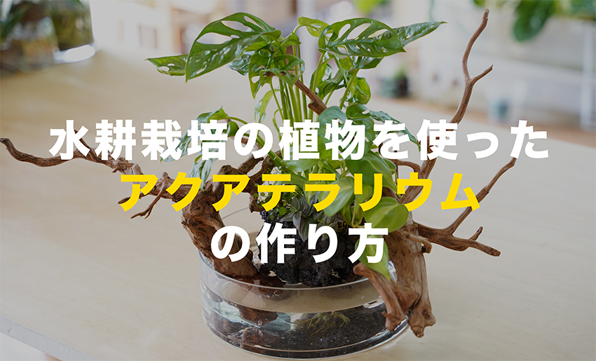 アクアテラリウムの作り方【土いらず】水耕栽培の観葉植物で作る 