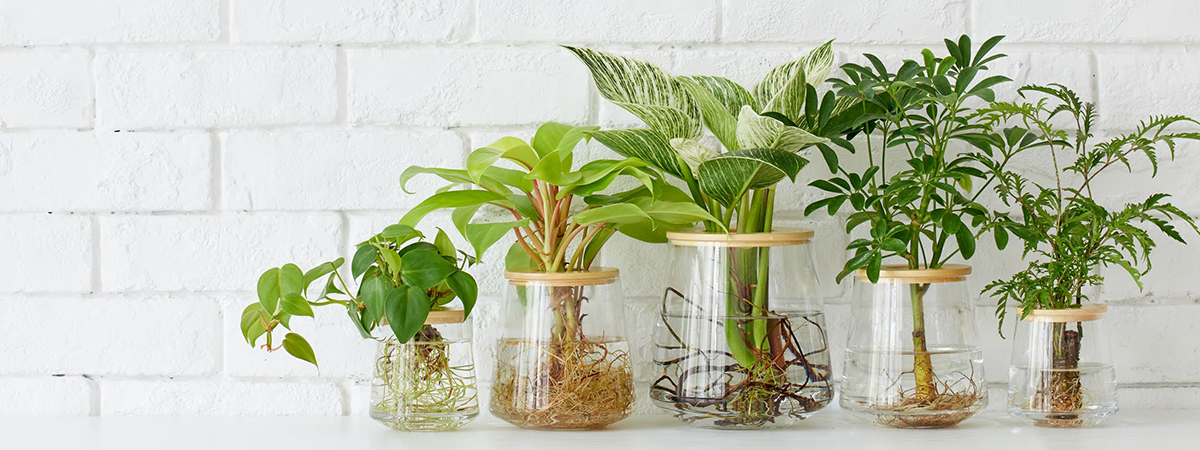 WOOTANG（ウータン） 水だけで育てる観葉植物ブランド｜水耕栽培の観葉 