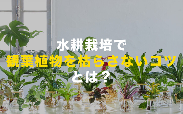 観葉植物の水耕栽培