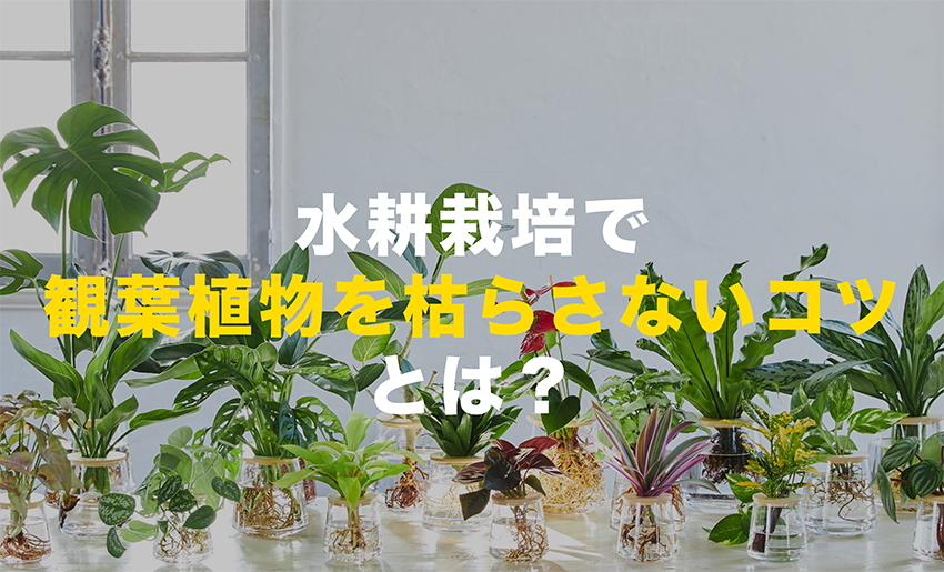 観葉植物の水耕栽培