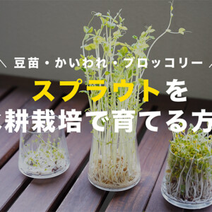 スプラウトの育て方】豆苗・ブロッコリースプラウト・かいわれを水耕