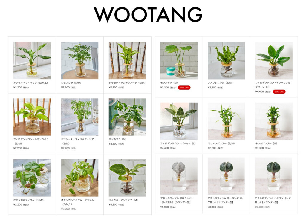 WOOTANG,観葉植物の水耕栽培