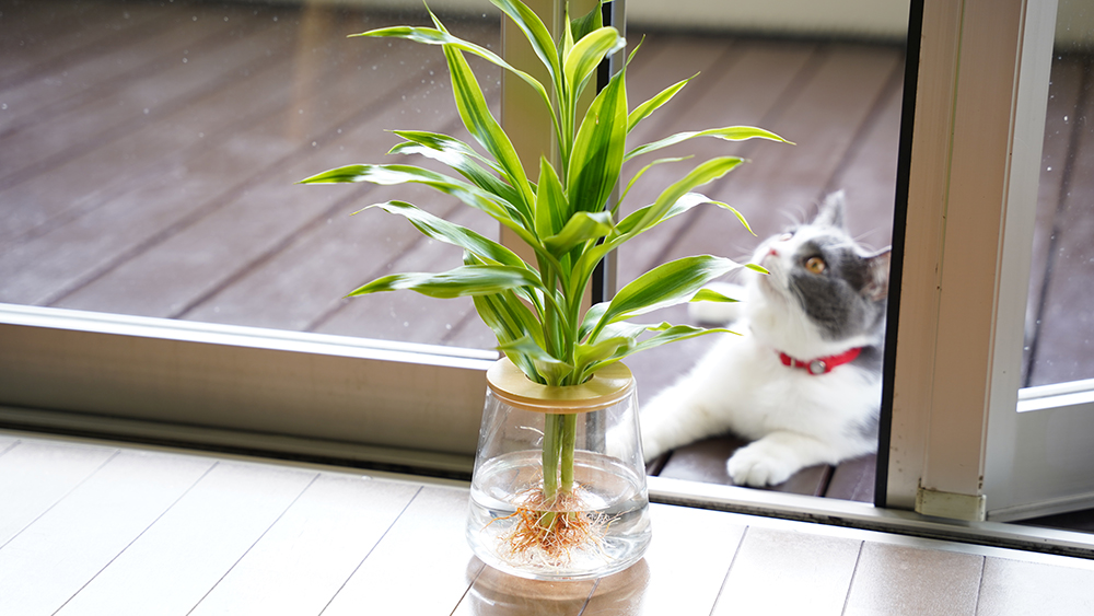 観葉植物の水耕栽培,水耕栽培