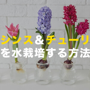 球根の水栽培で失敗しない育て方｜ヒヤシンス・チューリップを室内で