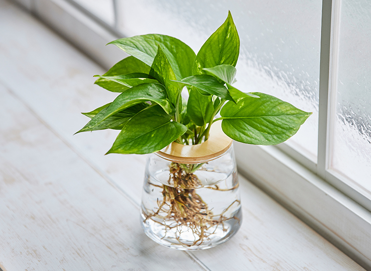 ポトス（M） | WOOTANG（ウータン） 水だけで育てる観葉植物ブランド 