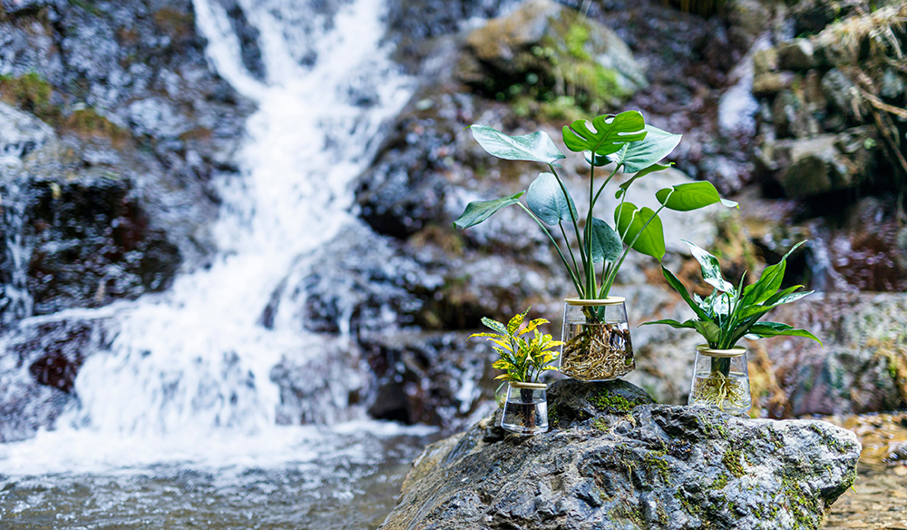 サステナブル,観葉植物