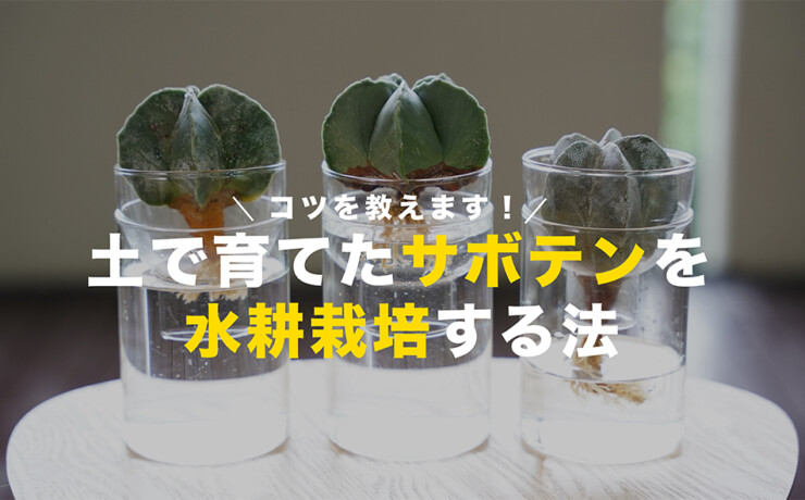 サボテン,サボテン水耕栽培,サボテン水栽培