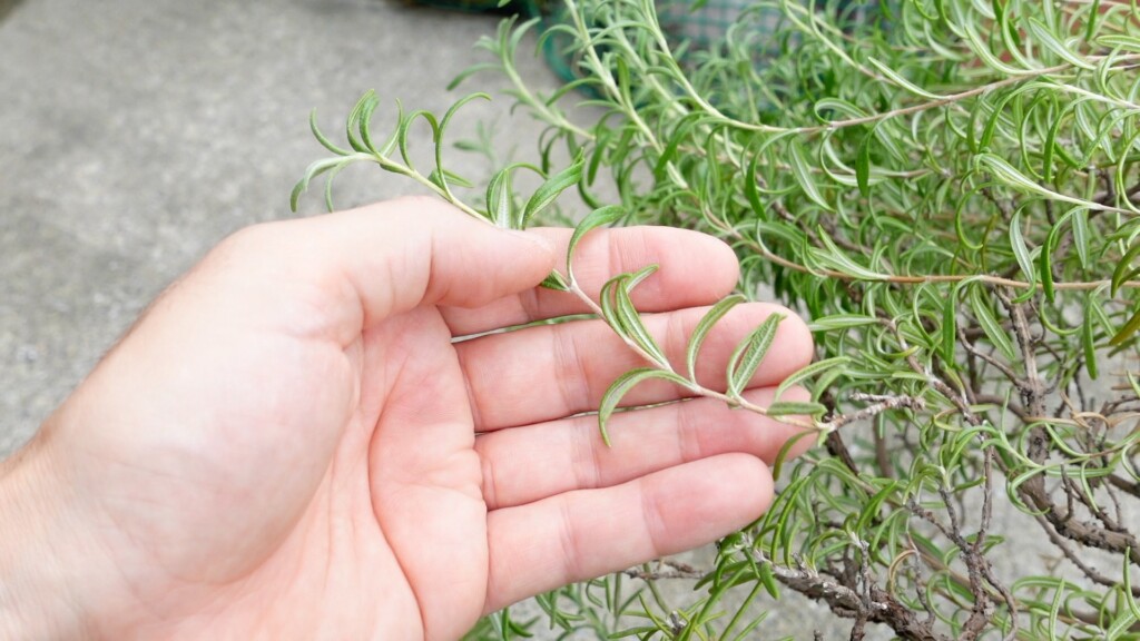 ローズマリー,挿し穂,水挿し,水差し,水耕栽培,水栽培,観葉植物,ローズマリーの増やし方,ローズマリーの水耕栽培,ローズマリーの水挿し,ローズマリーの水さし