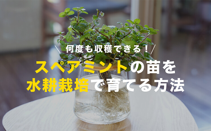 出品テスト （処方箋047】BUYMAの初回出品・パッチテストでつまづいて 