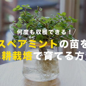 自家栽培(温室栽培) スペアミント100g スペアミント-300x300.jpg