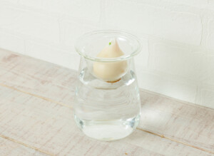 球根Vase【チューリップ球根セット】期間限定販売 | WOOTANG（ウータン