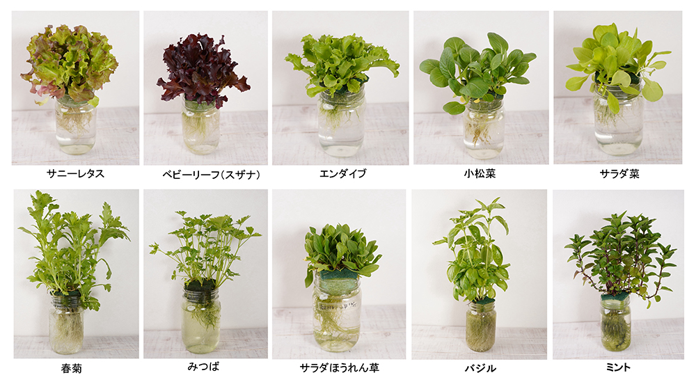 水耕栽培の始め方｜初心者でも失敗しない水だけで育てる観葉植物・野菜 