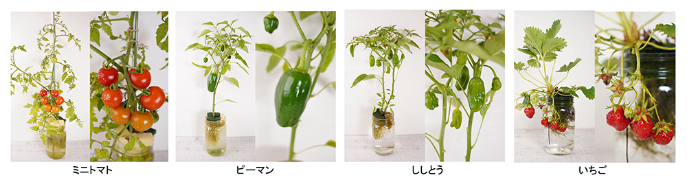 野菜の水耕栽培,トマトの水耕栽培,ミニトマトの水耕栽培,いちごの水耕栽培,イチゴの水耕栽培