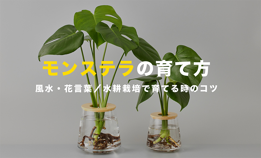モンステラの育て方｜水耕栽培のコツから風水効果まで初心者向けガイド 
